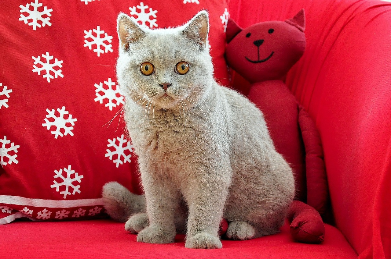 The Unique Traits of the British Shorthair